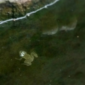 Frog in Water